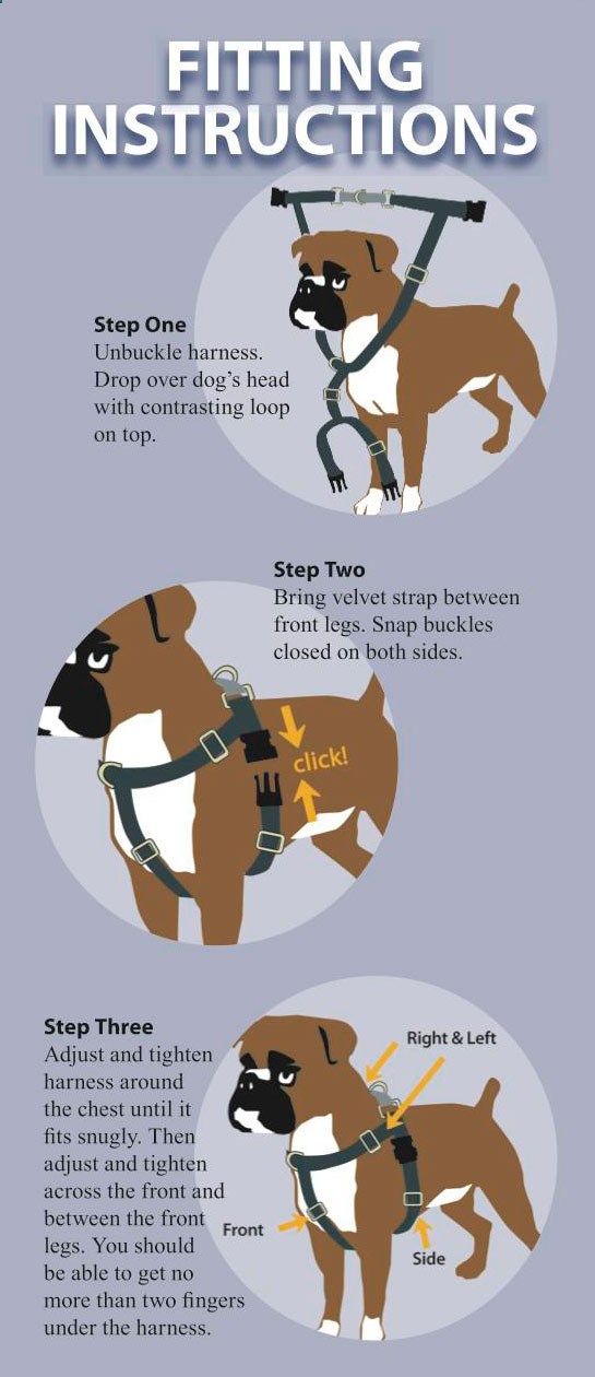 walk your dog with love harness instructions